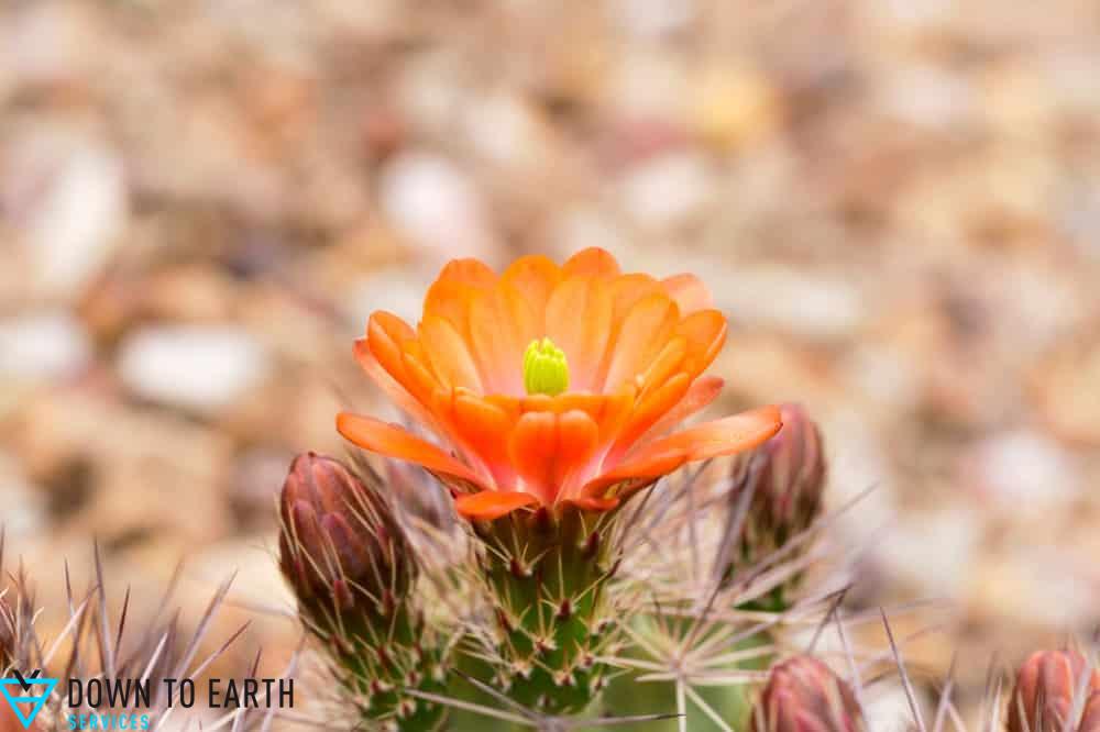 xeriscape landscaping flora